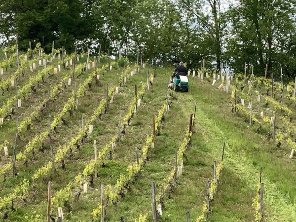 photo d'une OREC RM 60 W en action au sein d'un champ de vigne